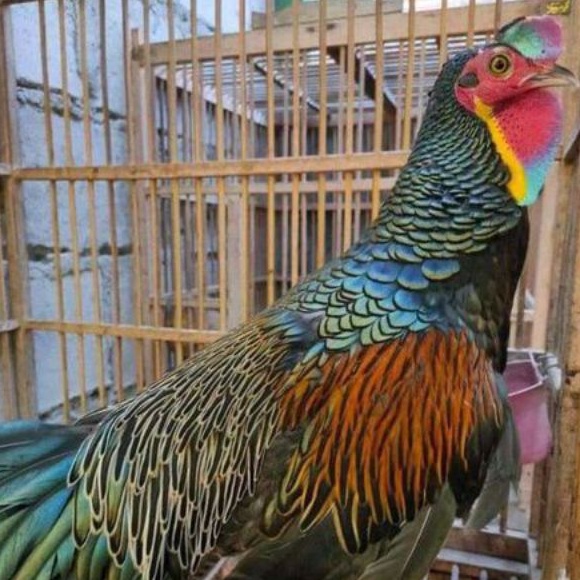 telur ayam hutan hijau or Gren