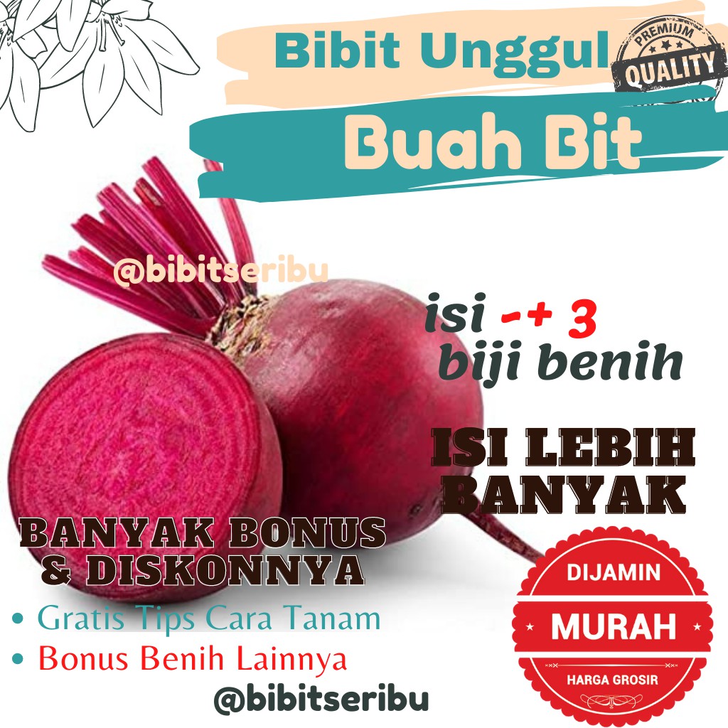 Bibit Buah Bit Beet Root Benih Sayuran Siap Tanam Lengkap Bisa untuk Hidroponik