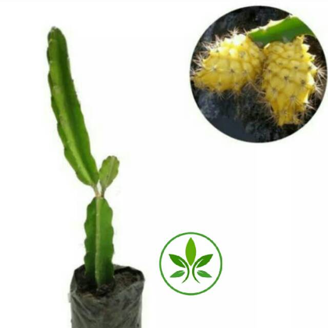 Bibit Tanaman Buah Naga Kuning/Pohon Buah Naga Kuning