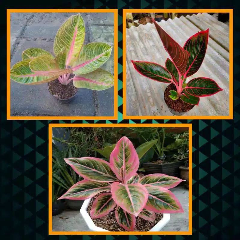 promo paket 3 bonggol aglonema lotus, Khanza, gholiat