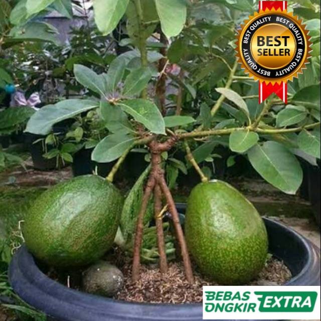 Bibit Alpukat Kendil Tinggi 1m-1,5m Cepat Berbuah+bonus bibit durian kaki 3