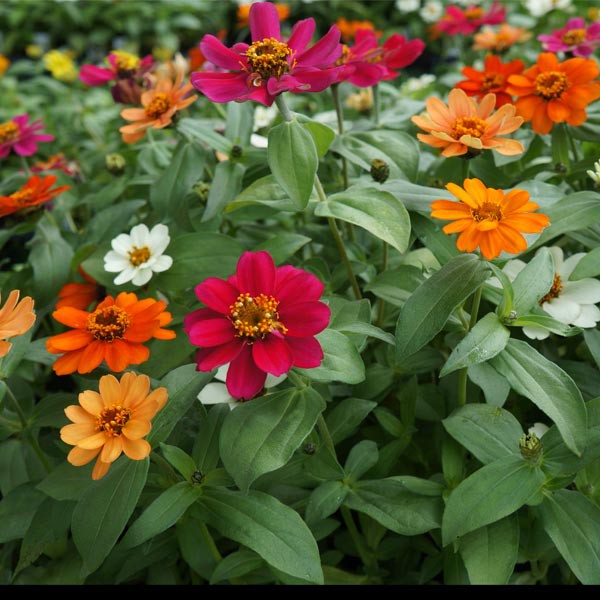  Tanaman  Hias  Zinnia  Mix Shopee Indonesia