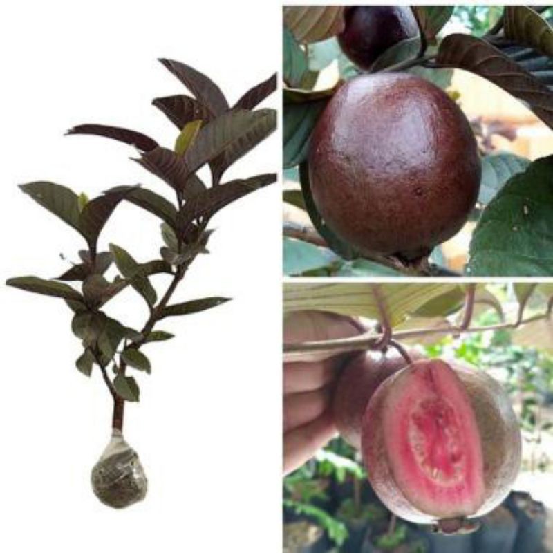 Bibit Jambu Australia / Jambu  Biji Merah Australia, Hasil Cangkok