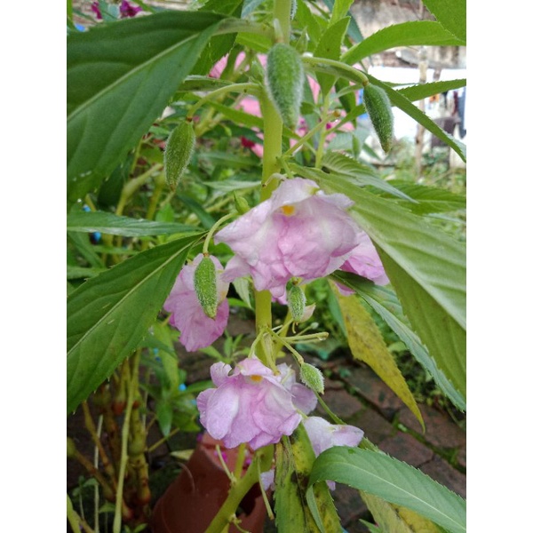 

BIJI BUNGA PACAR AIR (50 biji) warna Lavender