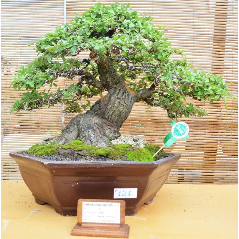 BAHAN BONSAI SILVER BERRY/ KIPERAK PROSPEK//BAHAN BONSAI LANGKA