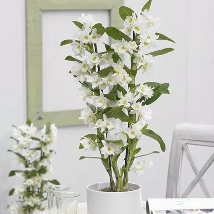 Seedling Anggrek Dendrobium Nobile White