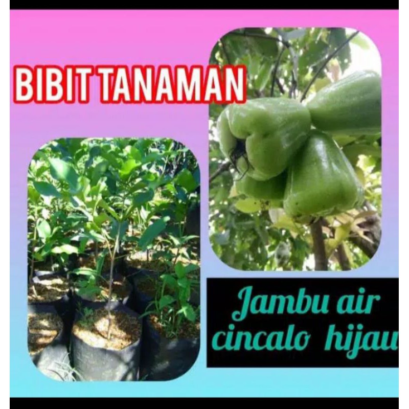Bibit jambu air cincalo hijau