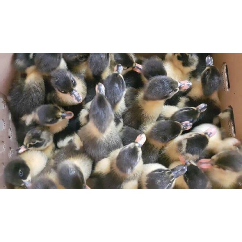 DOD Murah Hibrida Anakan Bebek Hibrida Bibit Bebek Hibrida Murah