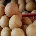 

Sawo Segar Manis Madu Besar Mengkal Mateng 1kg.