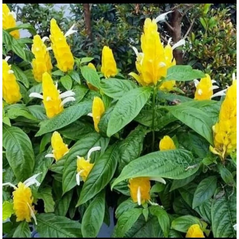 tanaman hias lolipop/bunga lolipop kuning