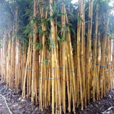 tanaman bambu kuning panda - pohon bambu kuning - bambu panda