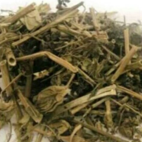 

MURAH JAMU CIPLUKAN KERING 500 GRAM