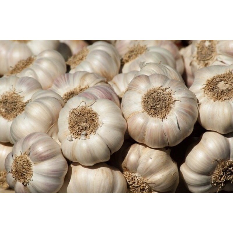

Bawang putih kating || sinco bersih atau kotor 250gram