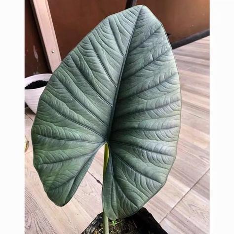 BARU Bonggol Pucuk / Bibit ALOCASIA REGINAE Silver siap Tanam