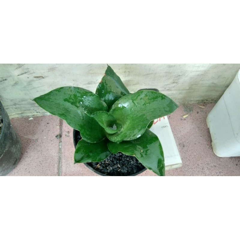 sansivera Hybrid Celomitaa