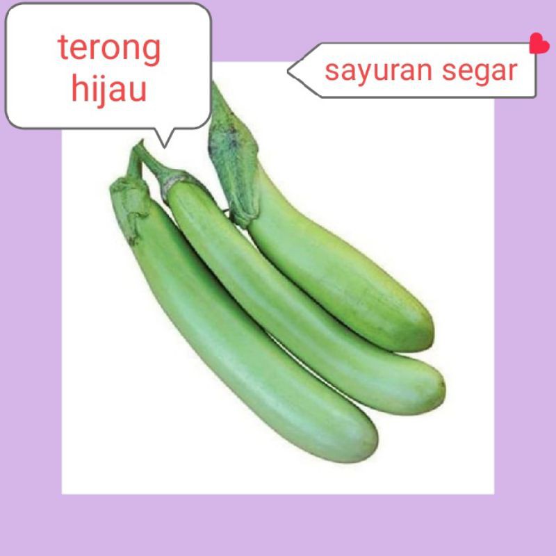 

TERONG HIJAU