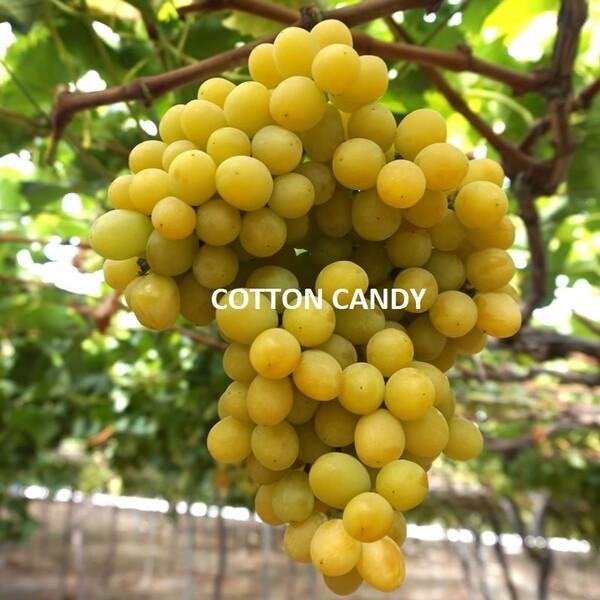 Bibit Anggur Kuning Import Cotton Candy