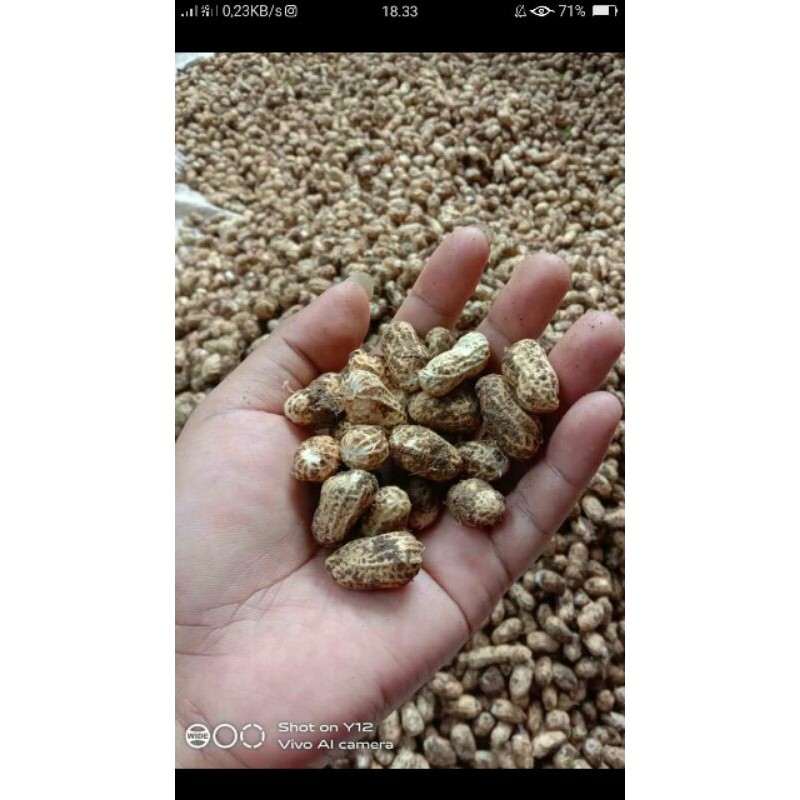 

Kacang Tanah Kering
