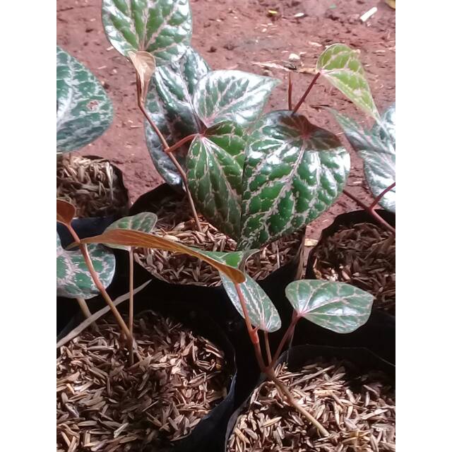 Tanaman hias sirih merah - pohon sirih merah - tanaman herbal sirih merah - sirih merah