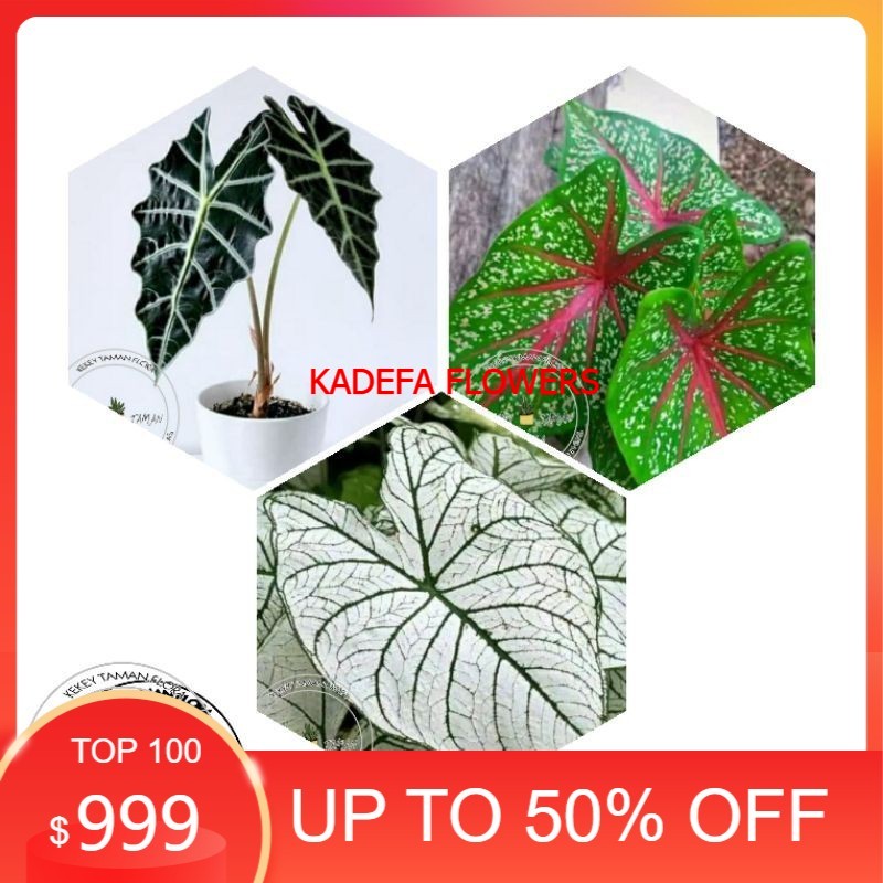 PAKET HEMAT Tanaman Hias 3 Keladi Cantik