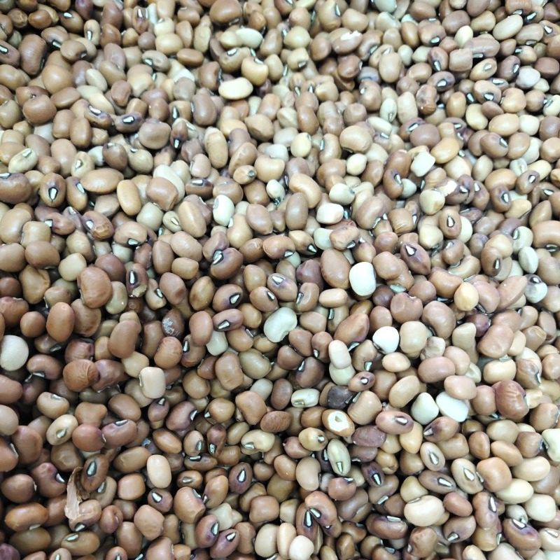 Kacang Tolo ( kacang Tunggak ) 500gr