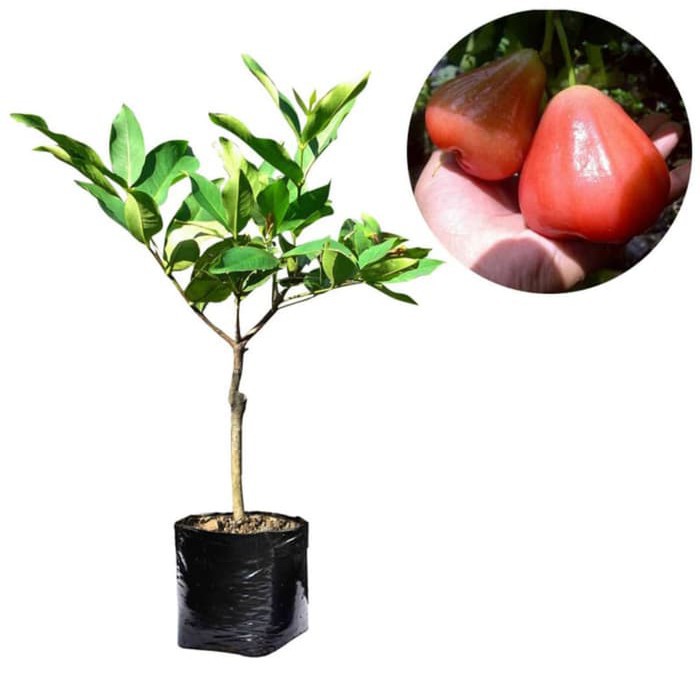

Bibit Jambu Air Bajang Leang 55 cm
