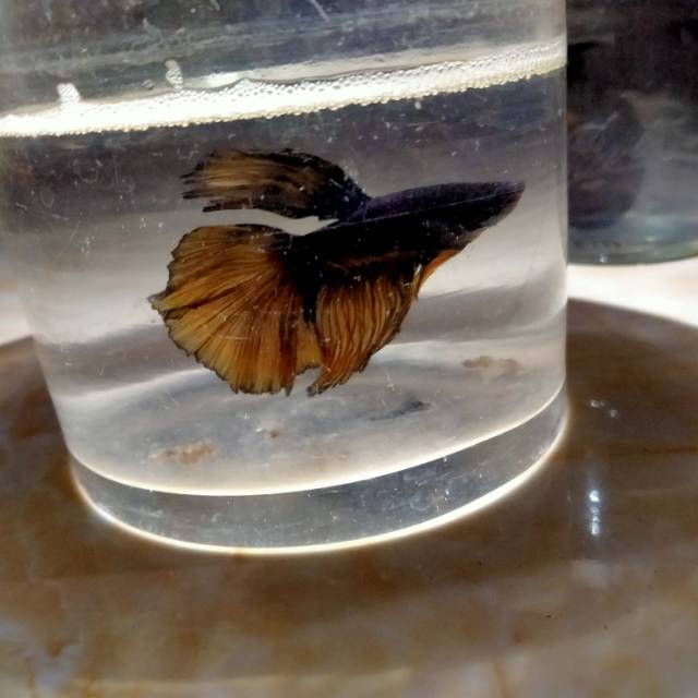 Ikan cupang slayer