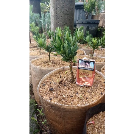 Lohansung Blue Cincuan Kompakta