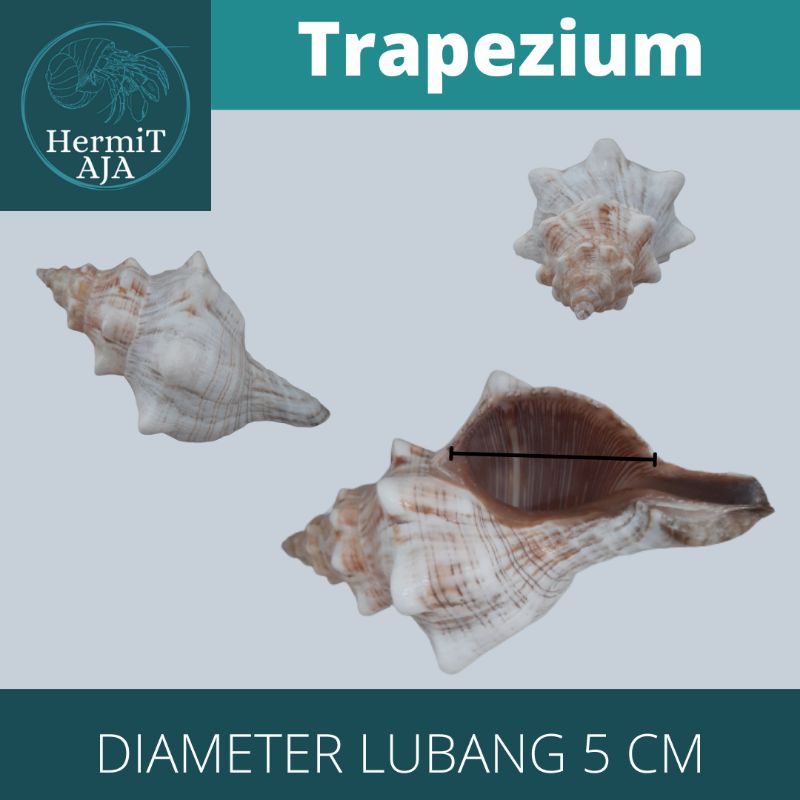 Cangkang Kelomang Trapezium putih size XL, cangkang kerang perhiasan rumah umang kelomang Cantik