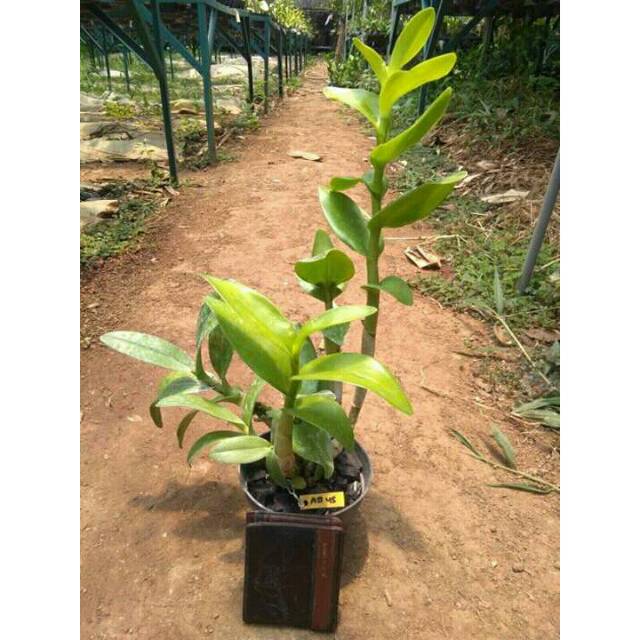 DENDROBIUM DISCOLOR VAR. BROMFIELDII DEWASA BELUM BERBUNGA