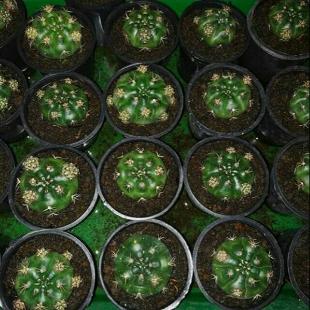 Kaktus Gymnocalycium damsii purple