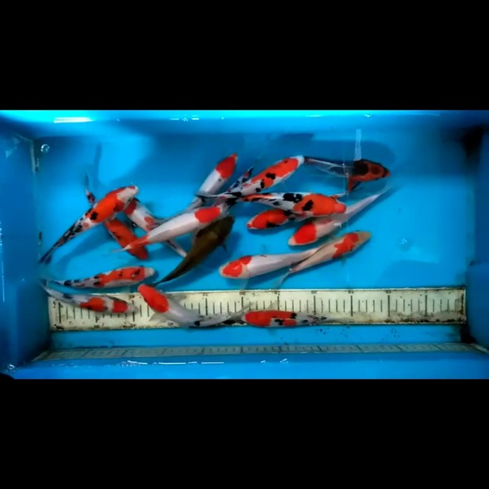 Koi Blitar Premium ukuran 15-18cm