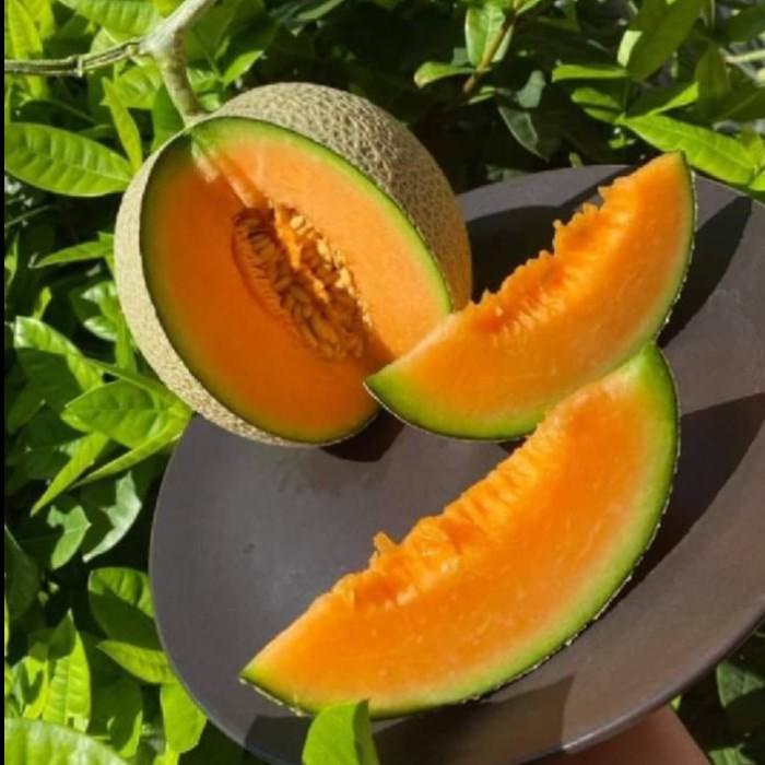 Seed momichi japan melon premium- isi 1 biji bibit muskmelon momiji