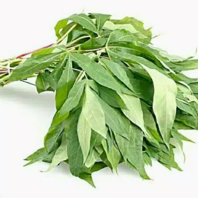 

Daun singkong per ikat