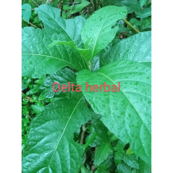 

Daun Afrika segar bahan herbal