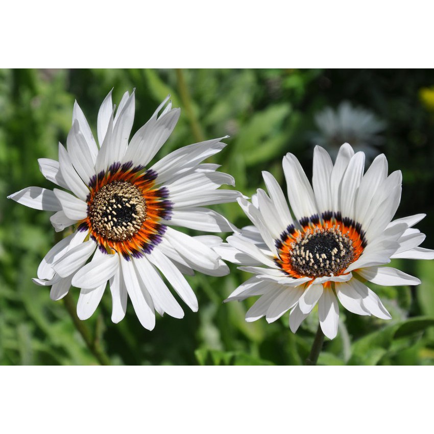 Benih Bibit Biji - Bunga Venidium Cape Daisy Zulu Prince (Arctotis fastuosa) Flower Seeds - IMPORT