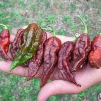 Benih Bibit Biji - Cabai Chocolate Bhut Jolokia Choco Cokelat Ghost Pepper Seeds - IMPORT