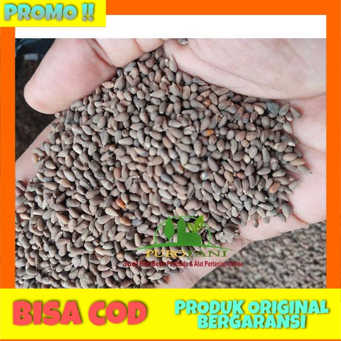 Benih Balsa Ochroma Bicolor Bibit Tanaman Kayu Balsa Promo