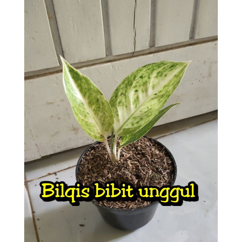 bunga aglonema big Roy putih/white big Roy super/bigroy