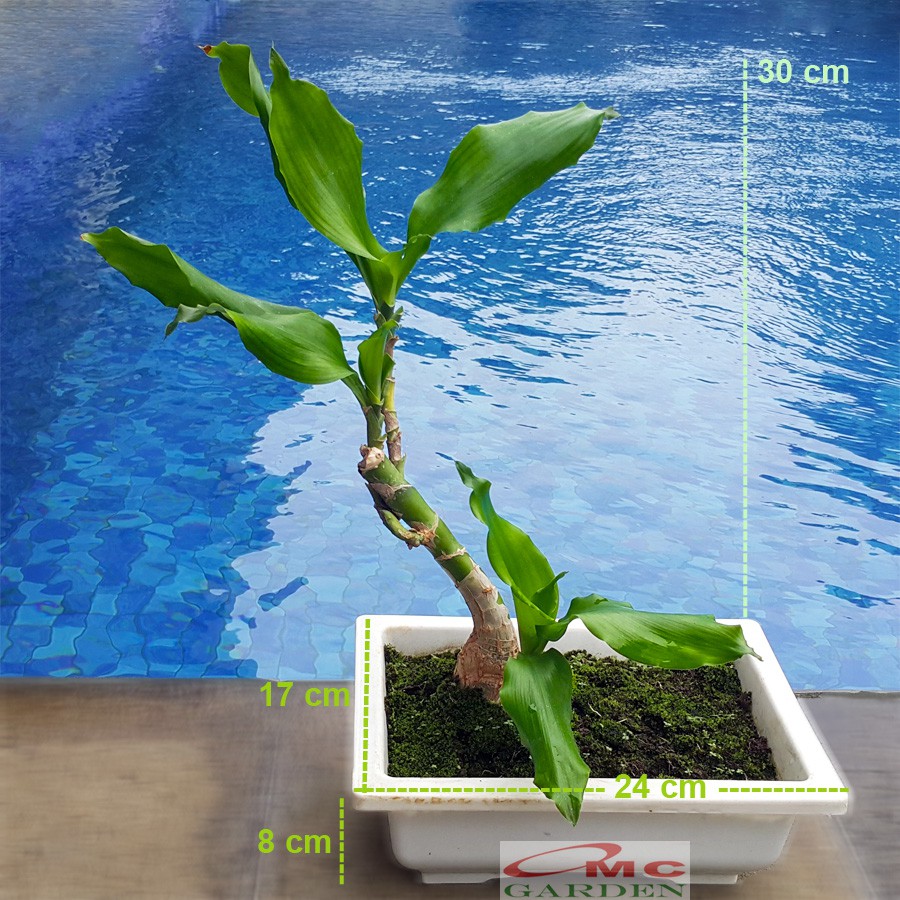 Tanaman Hias Bonsai Mame Dracaena Fragrans Massangeana Corn Plant Hijau Hanjuang Andong B-DFM-003