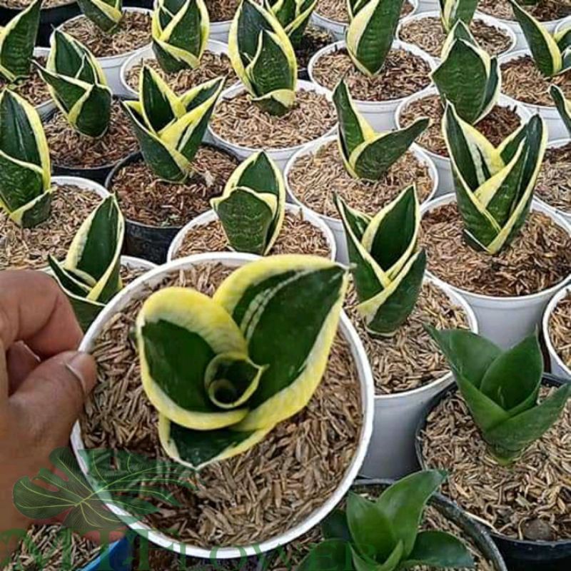 Sansivera Pagoda | Lidah Mertua Mini | Sansivera Mini