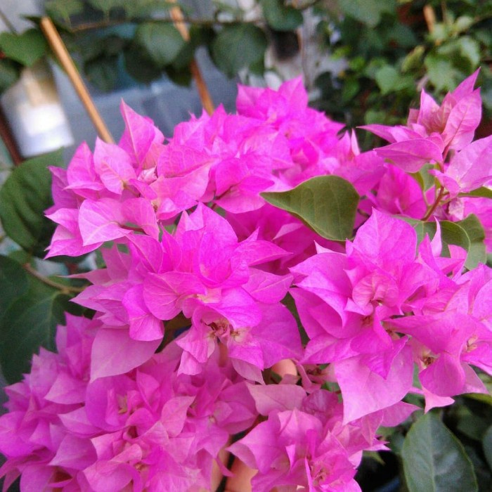 Tanaman hias bunga bougenville hawai pink/ bougenville gembel pink