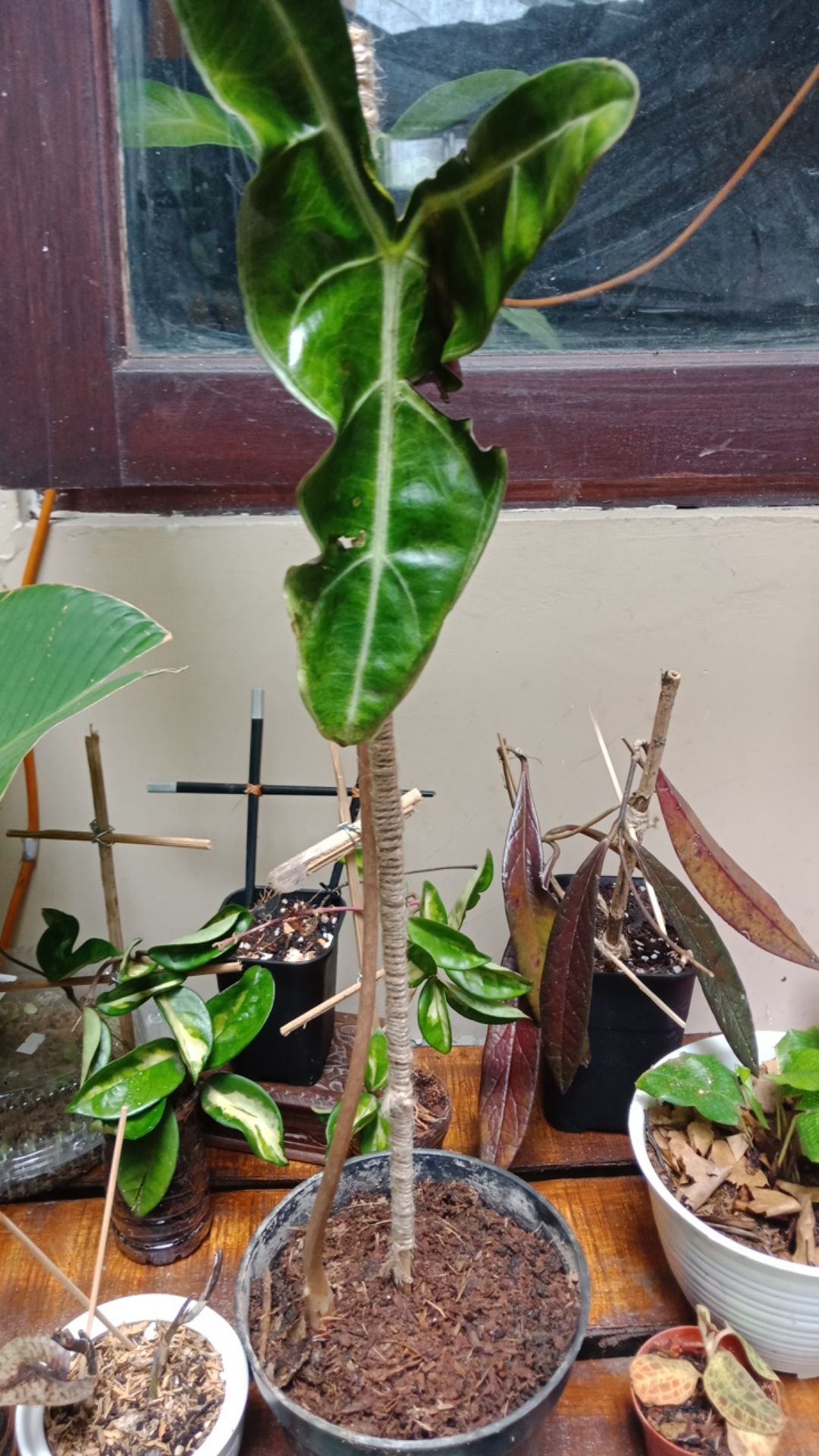 Alocasia Kupng Kelinci Murah