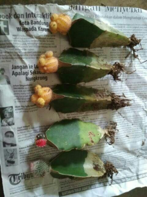 Kaktus Gimno Trikaler Per Pot