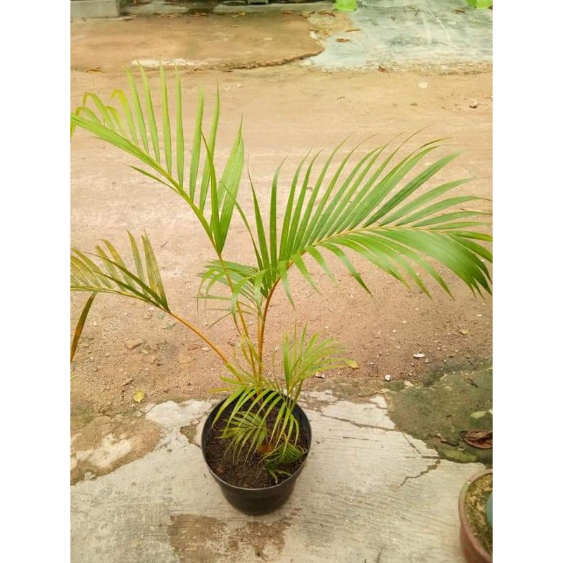 palem mini kuning ber akar per batang