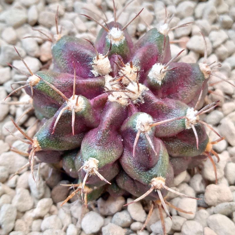 Kaktus Miha Godzi | Gymnocalycium Mihanovichii Godzi | Gymno | Miha | Variegata | Var