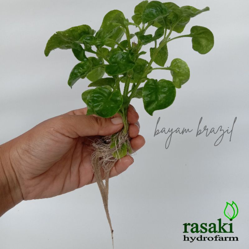 stek bibit bayam brazil