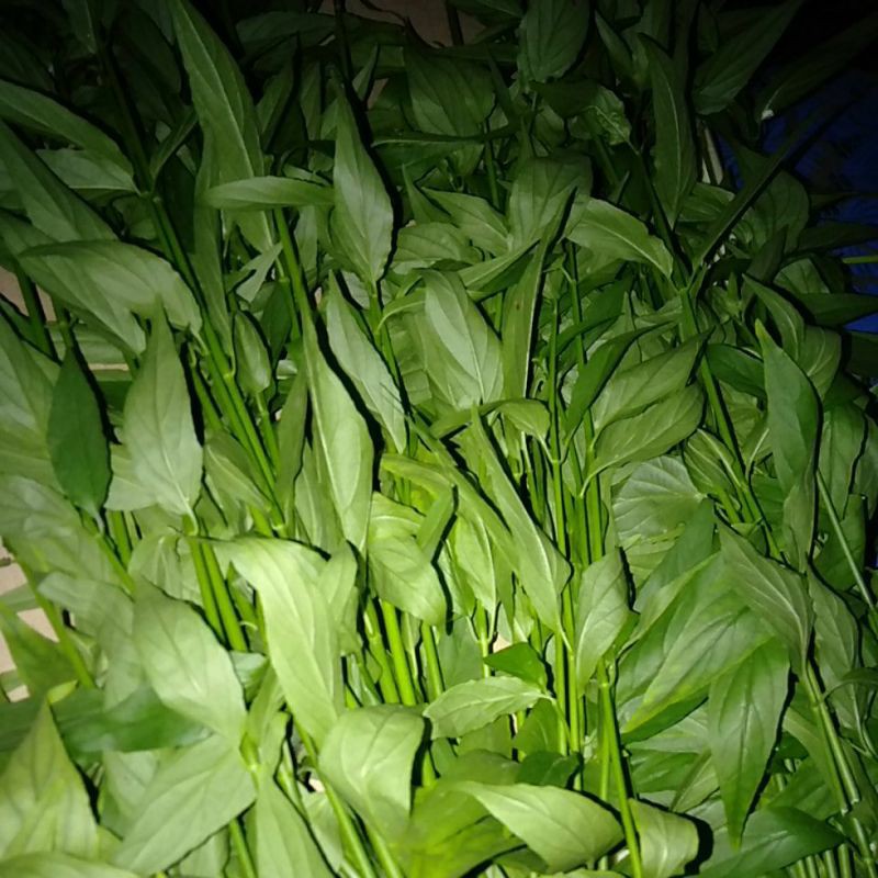 

Daun Kitajam petik segar
