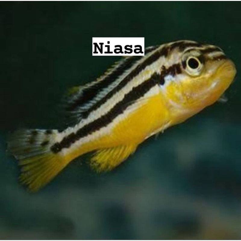 IKAN HIAS NIASA cichlid instant only