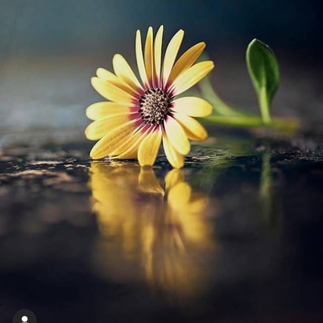 keman_1
